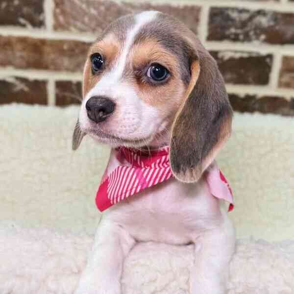 amazing Beagle puppy