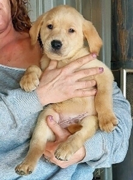 . CHOCOLATE Labrador Retriever puppies.