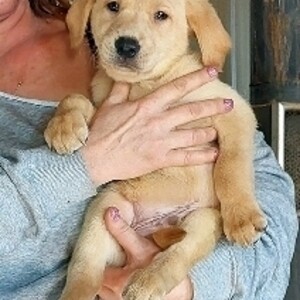 . CHOCOLATE Labrador Retriever puppies. | PostAds PH