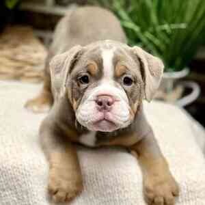 Female Bulldog | PostAds PH