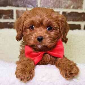 Cavapoo For Sale | PostAds PH