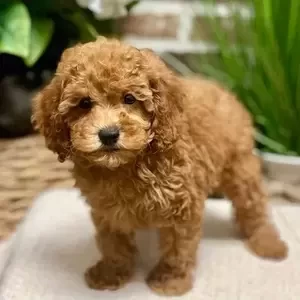 Cockapoo puppy | PostAds PH