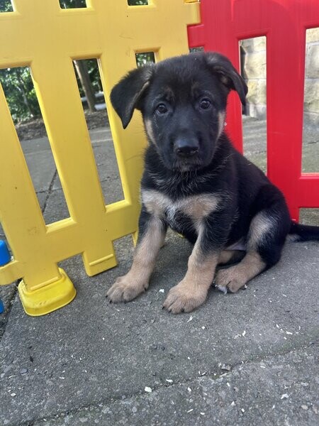 German Shepherd