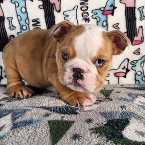 English Bulldogs | PostAds PH