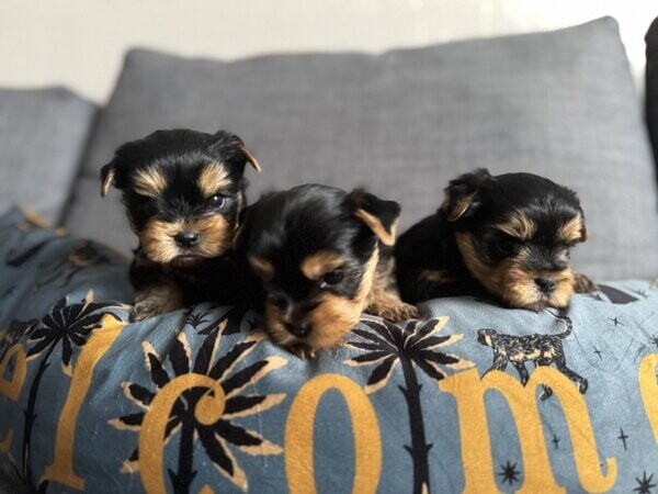 Yorkshire Terriers