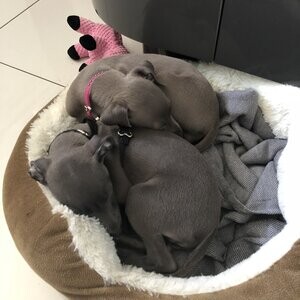 Italian Greyhounds | PostAds PH