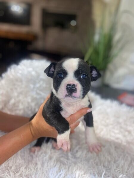  Staffordshire Bull Terriers