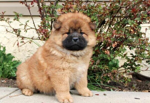 Chow Chows puppies 