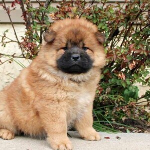 Chow Chows puppies | PostAds PH