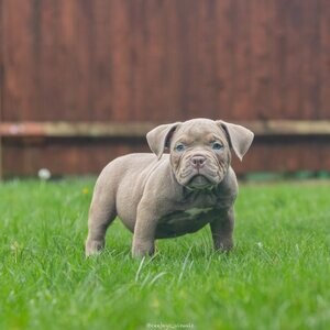 American Pit Bull Terrier | PostAds PH