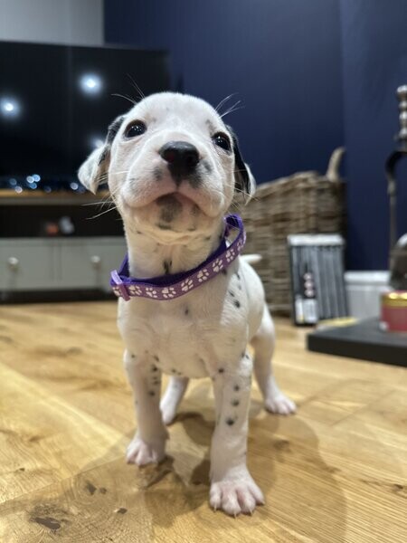Dalmatian Puppies