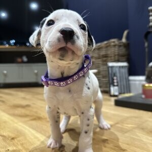 Dalmatian Puppies | PostAds PH