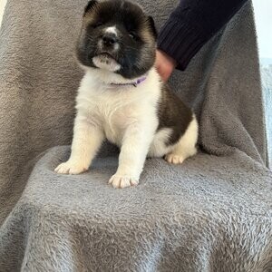 Akita puppies | PostAds PH
