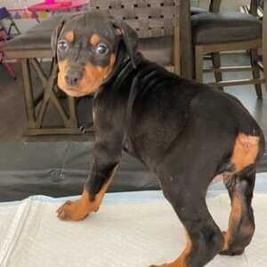 Doberman puppies | PostAds PH