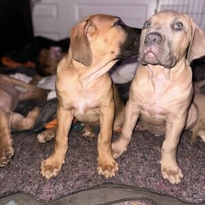 Boerboel puppies | PostAds PH