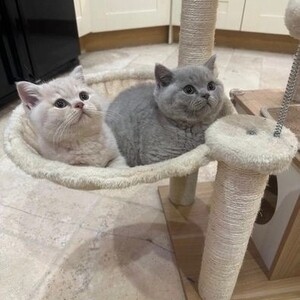 british shorthair kittens for adoption | PostAds PH