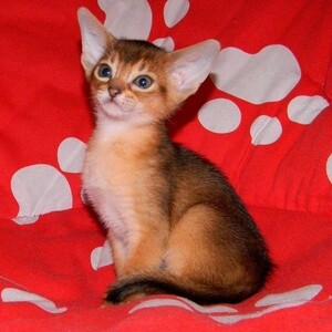 Abyssinian Kittens | PostAds PH