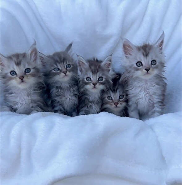 Maine Coon kittens for sale