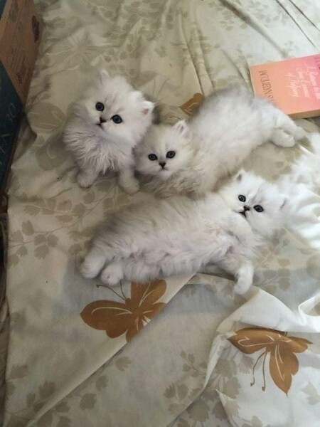 Persian kittens ready for their new home