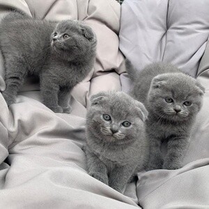 Blue Scottish Fold kittens for sale | PostAds PH