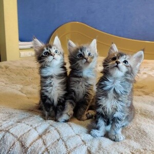 Cute Maine Coon kittens for sale | PostAds PH