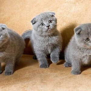 Scottish Fold kittens for sale | PostAds PH
