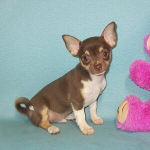 Chihuahua Puppies | PostAds PH