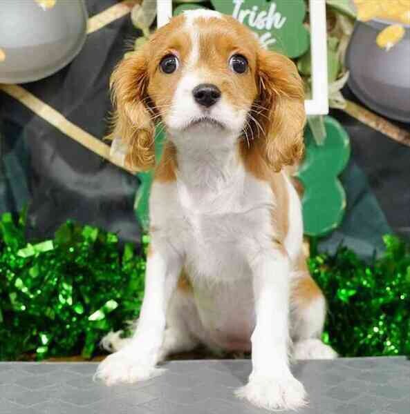 Cavalier King Puppies
