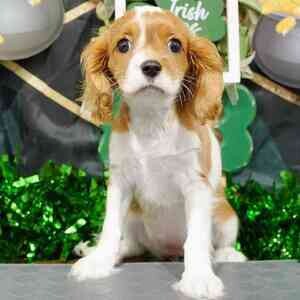 Cavalier King Puppies | PostAds PH