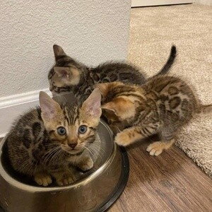 Cute Bengal kittens | PostAds PH