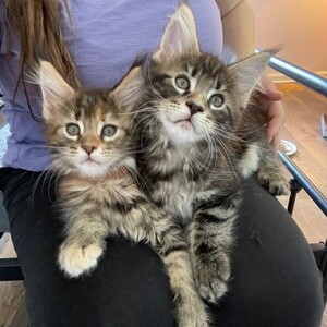 Maine Coon kittens ready to go now. | PostAds PH