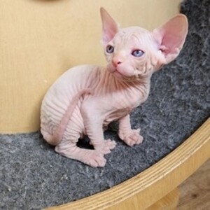 BEAUTIFUL SPHYNX KITTENS | PostAds PH