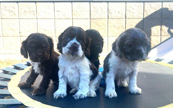 Cocker Spaniel puppies