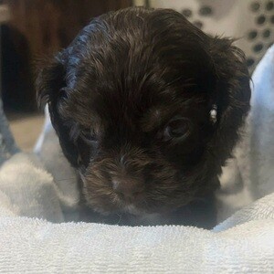 Cocker puppies | PostAds PH