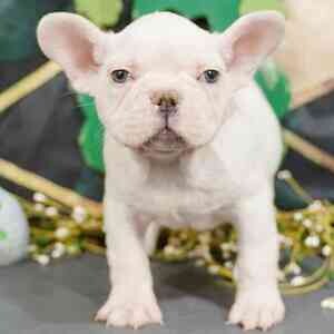French Bulldog puppies | PostAds PH