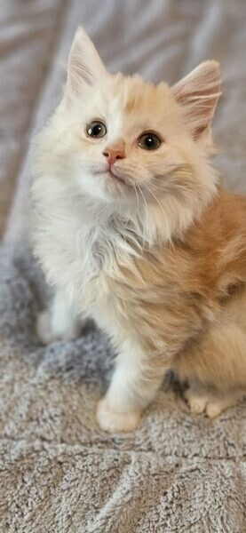 Swiss Kitten