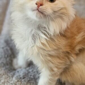 Swiss Kitten | PostAds PH