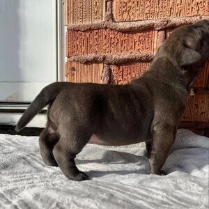 Pitbull puppies | PostAds PH