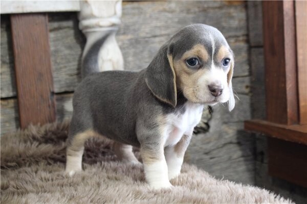 Beagle puppies