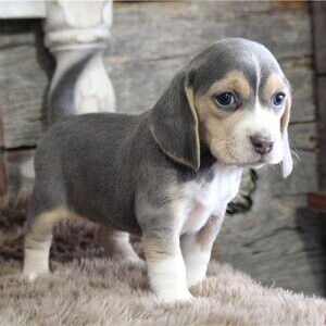 Beagle puppies | PostAds PH