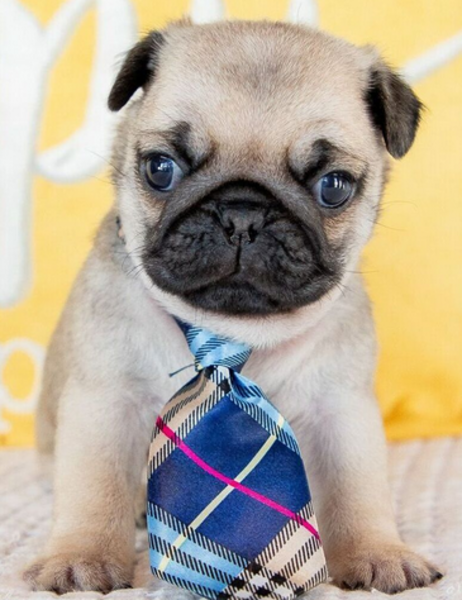 Pug  puppies