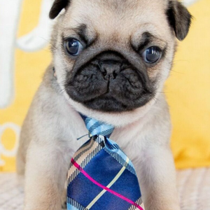 Pug puppies | PostAds PH