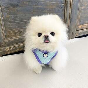 Pomeranian puppies | PostAds PH