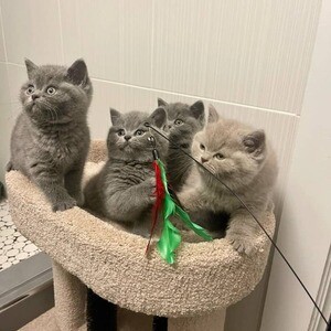 purebred British Shorthair kittens | PostAds PH