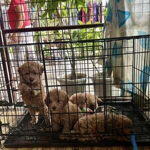 Lovely toy poodle Puppies for sale | PostAds PH