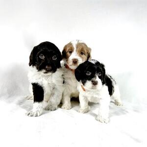Beautiful Labradoodle Puppies For Sale | PostAds PH