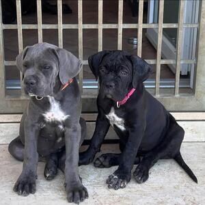 Cane Corso puppies for sale | PostAds PH