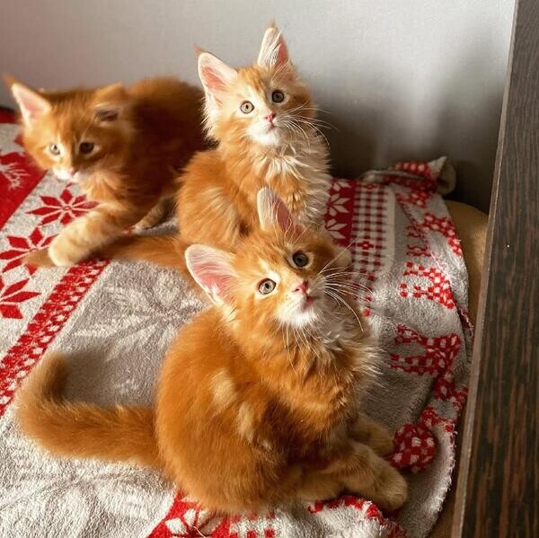 Beautiful Maine Coon kitten.