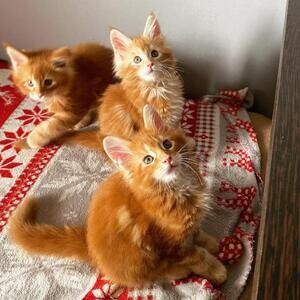 Beautiful Maine Coon kitten. | PostAds PH