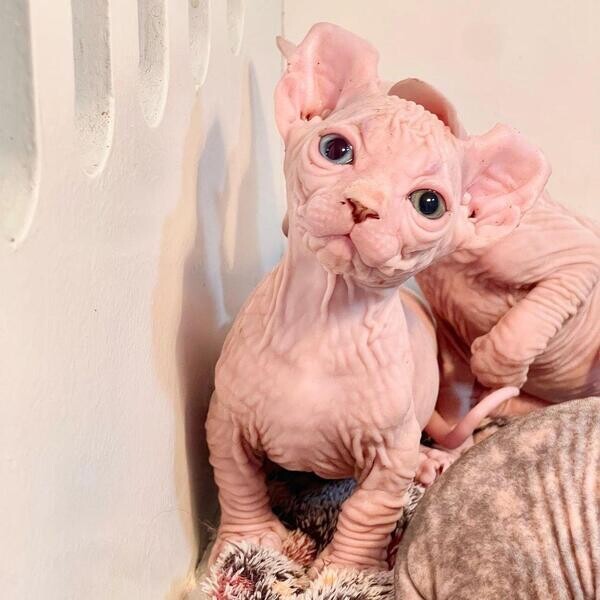 Beautiful Sphynx kittens
